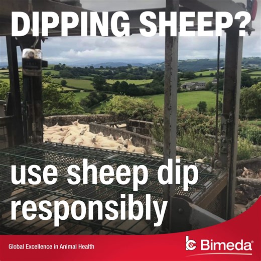 Using a sheep dipping contractor? Check they follow the industry code of practice to protect the welfare of your sheep, and the environment. https://www.naac.co.uk/wp-content/uploads/2024/12/12-10-24-2024-Sheep-Dip-Code-of-Practice-V4.pdf https://www.naac.co.uk/wp-content/uploads/2025/05/New-Welsh-ND4504-Sheep-Dip-Code-of-Practice_2025.pdf #Agriculture #Farming #SheepFarming Bimedia | National Association of Agricultural Contractors (NAAC)
