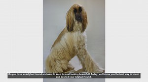 How to Brush and Deshed Your Afghan Hound: Expert Tips for a Beautiful Coat