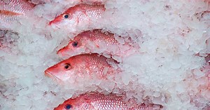 Tips on How to Store Fresh Caught Fish