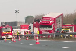 Saintes. L'autoroute A10 coupée et des vaches sur la route après un accident de bétaillère