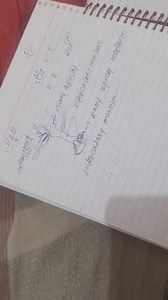 Root apical meristem occupies the tip of a root while the shoot... | Filo