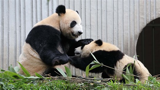 12K views · 478 reactions | Giant panda Su Lin is now staying at the CCRCGP with her twin cubs—who are anything but easy to handle. Just look at them wrestling over some tempting bamboos! But there’s no need to worry. Su Lin will put everything under control with her wisdom. #LifeOfReturneePandas #CCRCGP #FriendshipMessenger #PandaLife #BestJobInTheWorld For more panda information, please check out: https://en.ipanda.com | iPanda | Facebook