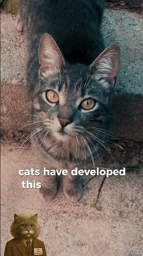 Why Do Cats Meow at Humans But Not Each Other?