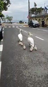 1.3M views · 51K reactions | Quanta tenerezza....❤❤ Le curiosità dal web... a Lazise, sulla Lago di Garda, complice l'assenza di turisti... una famiglia speciale passeggia per le strade... 廉❤廉❤廉❤廉❤廉 | Sei di Terracina se. | Facebook