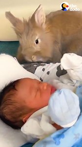 Bunny wouldn’t stop cuddling with his mom’s pregnant belly — and when his baby brother was born, he did the cutest thing to welcome him to the family 💙 | The Dodo
