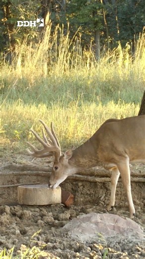 Giant Velvet Buck at Mineral Site