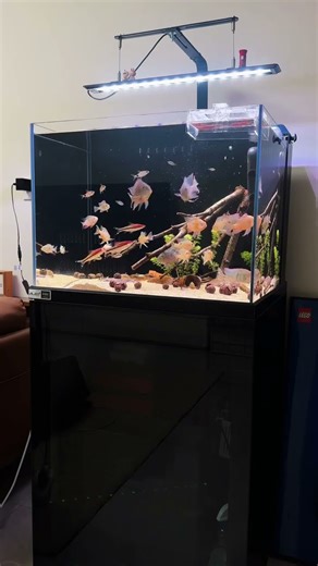 🐠🐟🐬🐳How I Built A Desert Aquarium#shorts #shortvideo