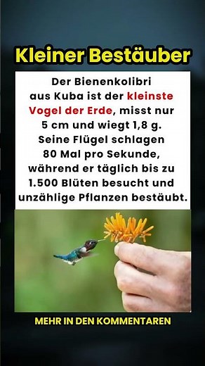 Der kleinste Vogel der Welt: Lerne den Bienenkolibri aus Kuba kennen! 🐦🇨🇺