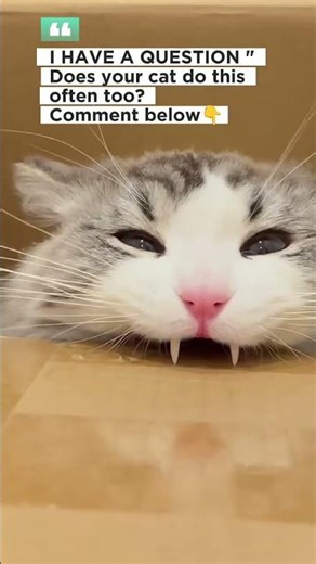 POV: Your cat is a Cardboard Architect 🧛‍♂️📦