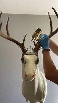 How I taxidermy a whitetail deer mount 🦌