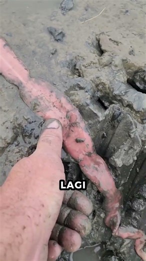 Creepy! The Secret Weapon of the Ribbon Worm That Will Give You Chills 🪱