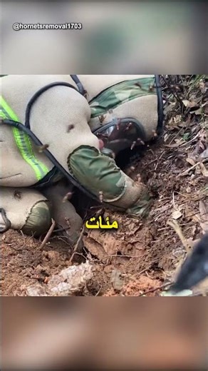 لماذا يتم إعطاء اللحم للدبابير؟