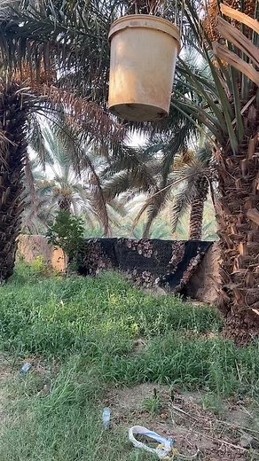 Exploring Tropical Fruits from a Palm Tree Bucket