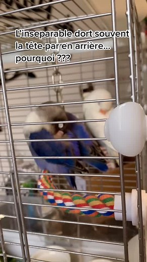 Comportement de Sommeil des Oiseaux Inséparables