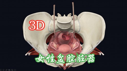 3D演示女性的盆腔脏器