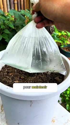 🌿 The Genius Trick to Water Your Plants While on Vacation! #Shorts