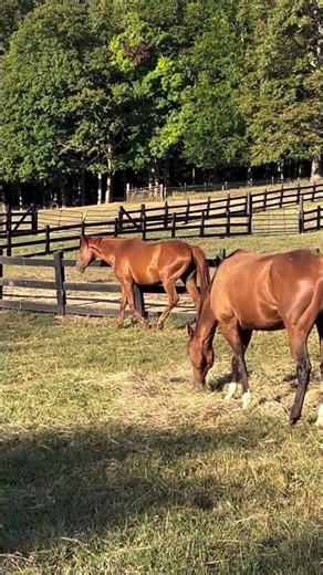 Meet “Pretty Boy” – The Horse With That Secretariat Big Red Energy #horse #rescue #rescuehorse