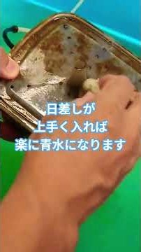 Trying to Make Green Water Using Plastic Bottles
