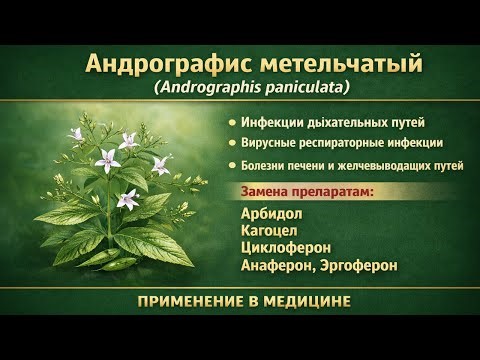 Andrographis paniculata