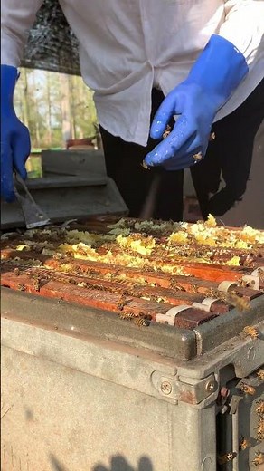 Beekeeping Insights 🐝 | Hive Care & Strong Bee Colony #Shorts
