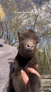 Élevage de la Chevrette Mauresque : Race Rare à Découvrir