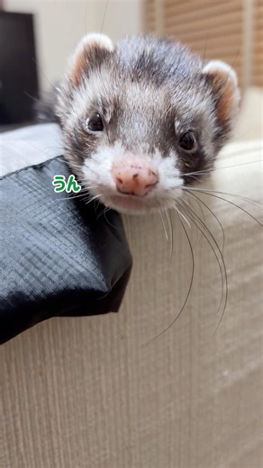 動画や写真を撮り始めると起きる【フェレット】🐼📸#ダウくん#ferret#shorts