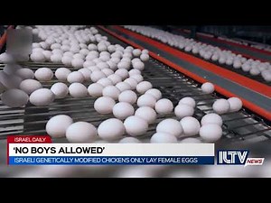 Israeli genetically modified chickens only lay female eggs