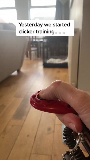 Willow the Scottish Labrador on TikTok