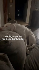 Every Saturday, my dad would come down and take Bo for his morning walk. It gave me a break and it gave Bo something to look forward to. #dog #dad #dogsofinstagram #daughter #dogs | Strickley Sara