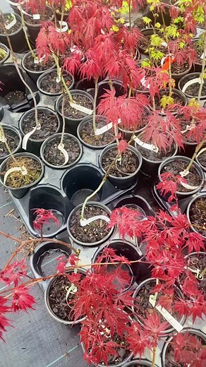 Maple Ridge Nursery on TikTok