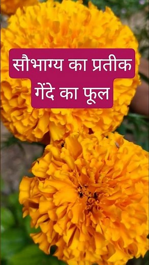 Marigold: The Symbol of Prosperity & Good Fortune