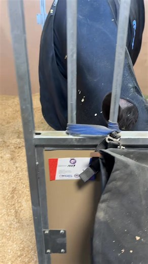 Treats for Denver!🐴🍎 #tributeequinenutrition #horsetreats #firstthingzfirst #stallionsoftiktok | Viral clips