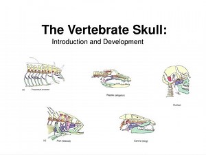 The Vertebrate Skull: - SlideServe