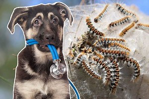 Comment soigner un chien victime d'une chenille processionnaire ?