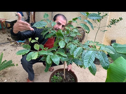 زراعة شجرة البن القهوة ☕️ والعناية والاكثار 🫘شجرة القهوة معمرة دائمة الخضرة وفوائد عديدة