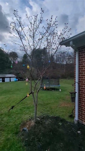hooked a strap to my tree it was leaning into the house. I'll test it to see if it straightens up