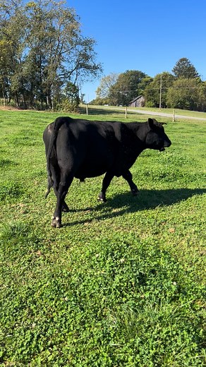 REGISTERED BLACK ANGUS BULL FOR SALE (21 Months Old) Nikolaus L&C Rainfall F241 AAA: 21244515 ◾️Balanced, multi-trait herd sire prospect with eye-catching phenotype and proven performance. ◾️Sired by S A V Rainfall 6846 from Schaff Angus Valley — known for flawless structure, muscle shape, and elite $Weaning value. ◾️Backed by Musgrave Exclusive and PVF Insight for consistency, growth, and maternal strength. ◾️Top 20% for weaning weight top 30% for yearling growth — built for power and efficienc