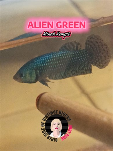 FM Betta Alien Green #ready #breeding #breeder #breed #alien