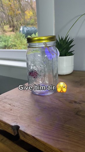 How to Care for a Pet Butterfly: Easy Tips and Tricks