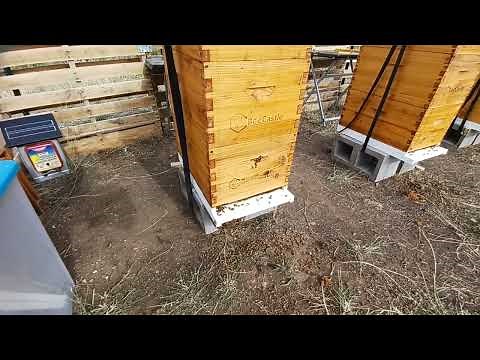 Spotting the difference between a drone bee and a worker bee
