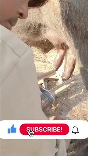 Preparing Milk Extraction from a Cow
