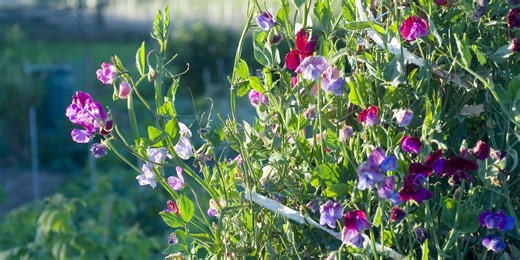How to create a DIY sweet pea den for your garden