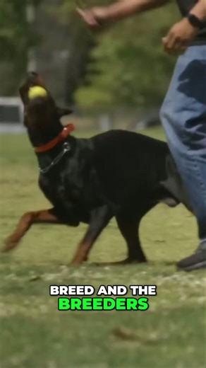 Why health testing is crucial for your dog's longevity