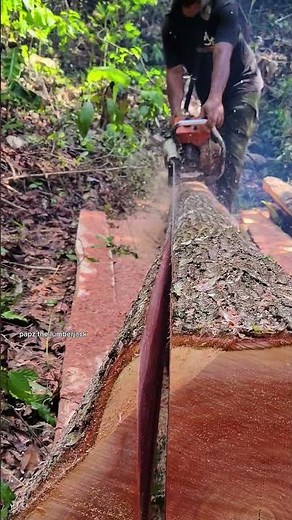 amazing chainsaw sound #short