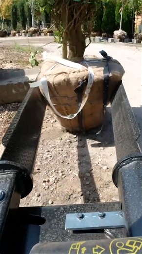 Cat® nursery forks help show off your machine's softer side—they're powerful and precise while still being gentle enough to handle even the most delicate of plants. Learn more at: https://bit.ly/46Bu8ZN | Cat Agriculture