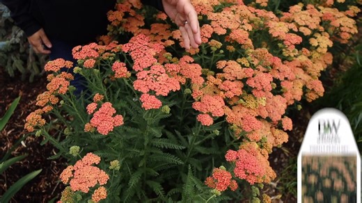 There are six beautiful colors in our line of Firefly 'Yarrow', and each loves life in full sun, zones 3-8. This variety is resistant to deer and bunnies, yet will attract butterflies and bees. Expect a height of 32 inches....and spectacular color too! Works as a cut flower, or dried for use in a vase! Read more, pwwin.rs/FFYar25 | Proven Winners