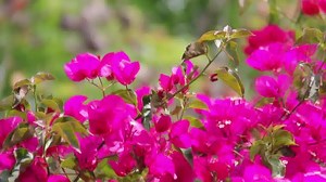 126K views · 4.1K reactions | Please Pray with Me! A Prayer for Easter- | ScriptureToGo | Facebook