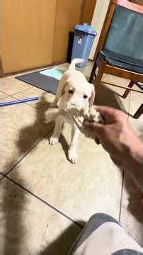 She learned to sit! 3-month-old Labrador Retriever, Paige