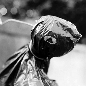 The Pees Concert & Tour History  | Concert Archives