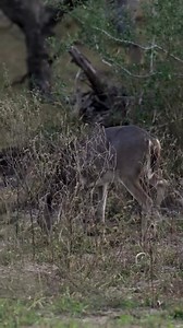DOE THWACKED! #huntclubtv #outdoors #hunt #meat | Phillip Culpepper